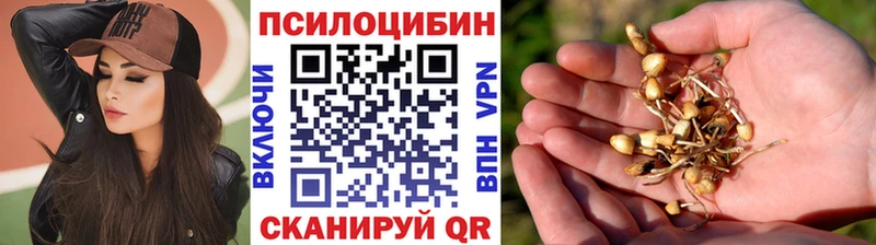 Галлюциногенные грибы Psilocybe  Курган 